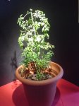 DSC08148.JPG
