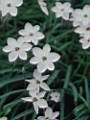 tn_ipheion_uniflorum_d5_19.jpg