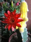 cactaceae[9].jpg