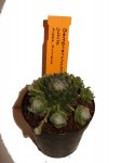 DSC00300.JPG