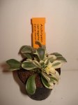 DSC00295.JPG