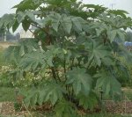 ricinus.jpg