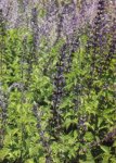 salvia chola.jpg