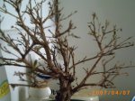 bonsai1.JPG