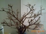 bonsai2.JPG
