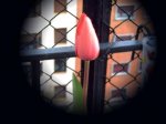 tulipan 1.JPG