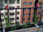tulipanes 2.JPG