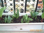 tulipanes3.JPG