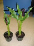 plantas 064.1.JPG
