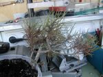 Dscn1288.jpg