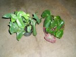 plantas 068.1.JPG
