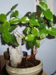 bonsai desconocido.jpg