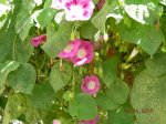 Imagen 056.jpg