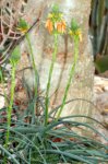 225px-Aloe_vossii_-_plant_%28aka%29.jpg