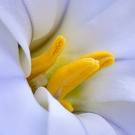 Ipheion uniflorum1.jpg