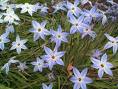 Ipheion uniflorum2.jpg