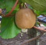 kiwi 2005-02-05.jpg