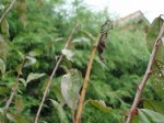 DSC04586.JPG