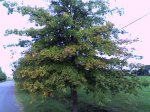 arbol 1.JPG