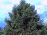 Arbol 2.JPG