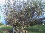 Arbol 3.JPG