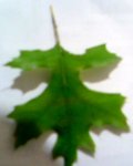 Arbol 11.jpg