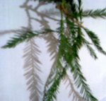 Arbol 21.jpg