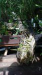 DSC00754.JPG