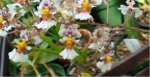 DSC00774.JPG