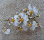 DSC00791k.JPG