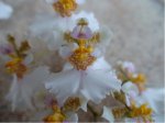 DSC00795.JPG