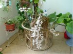 DSC00735.JPG