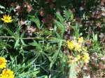 Dsc01670.jpg