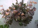 planta casa 2.jpg