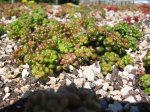 Oregon Stonecrop. Sedum oreganum.JPG
