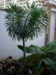 planta.jpg