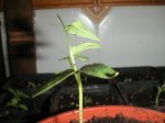 ipomea 10-04-2007.JPG