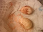Semilla de Araucaria germinando 1.JPG