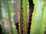 Plantas 002.jpg
