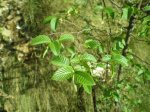 árboles (1) (Small).JPG
