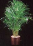 dypsis-lutescens-areca.jpg