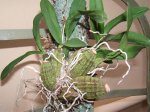 Orquídea 1.jpg