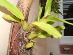 Orquídea 5.jpg