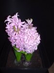DSC08158.JPG