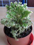 Selaginella Martensii.jpg