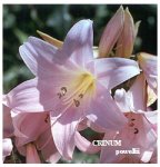 Crinum powelli Rosa.jpg