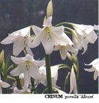 Crinum powelli Album.jpg