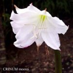 Crinum moreii Album.jpg