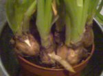 Imagen010.jpg