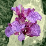 orquidea480x480yu0.jpg
